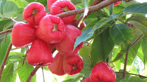 jambu